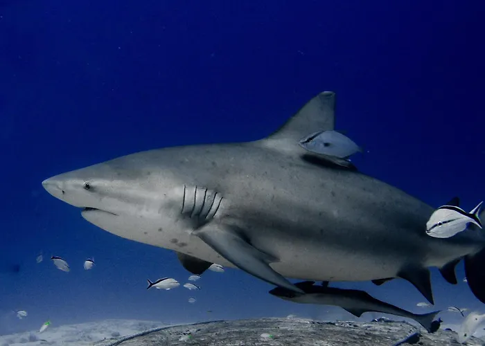 Casamaya & Diving * Cozumel