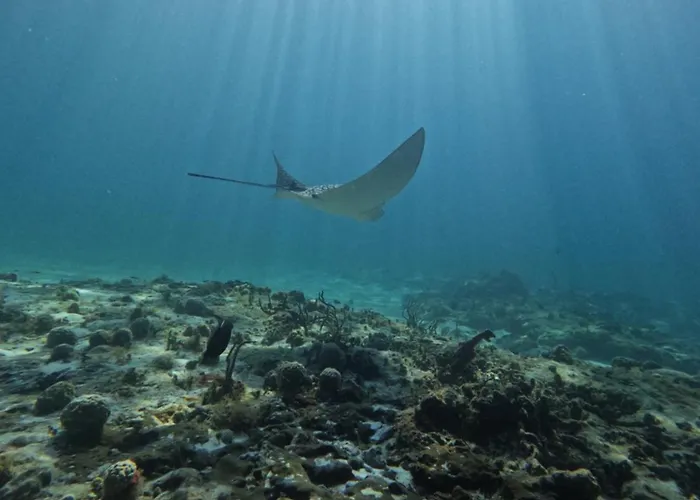 Homestay Casamaya & Diving Cozumel
